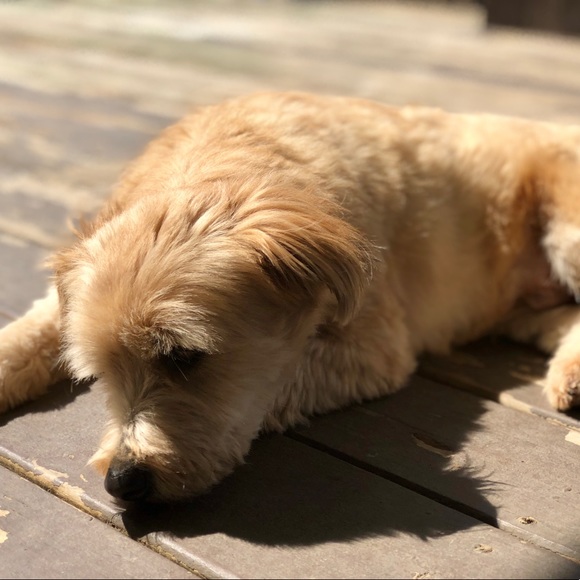 MEET YOUR POSHER. :) - Picture 2 of 2